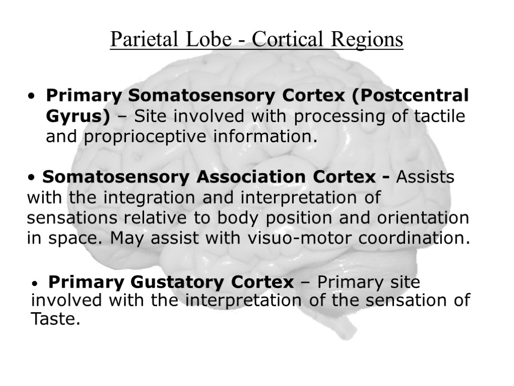 Parietal Lobe - Cortical Regions Primary Somatosensory Cortex (Postcentral Gyrus) – Site involved with